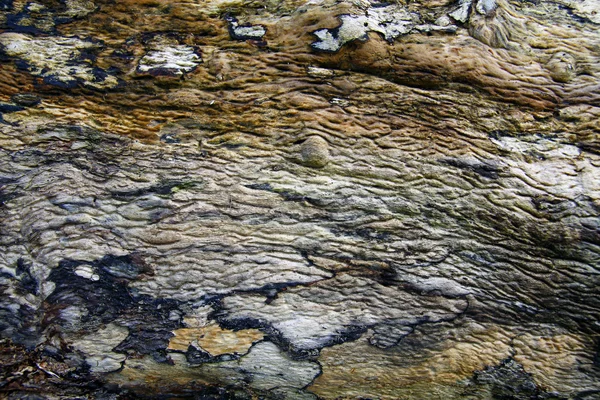 Vzorek kůry stromu a textury — Stock fotografie