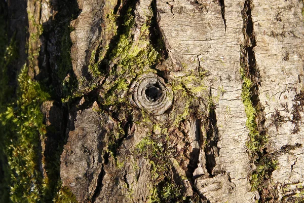 Tree trunk textuur met gat — Stockfoto