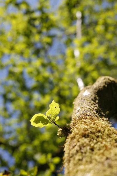 Novas folhas verdes crescendo na primavera — Fotografia de Stock