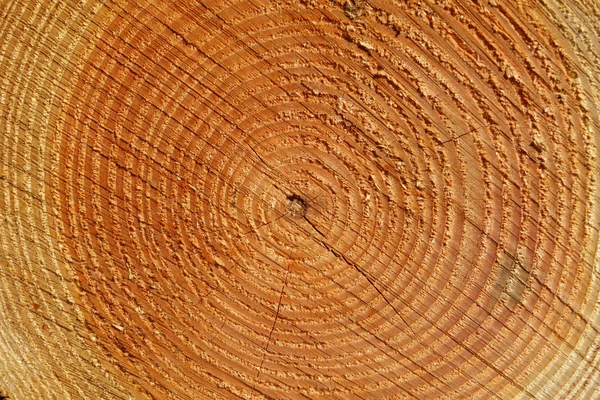 Tree annual rings close up — Stock Photo, Image