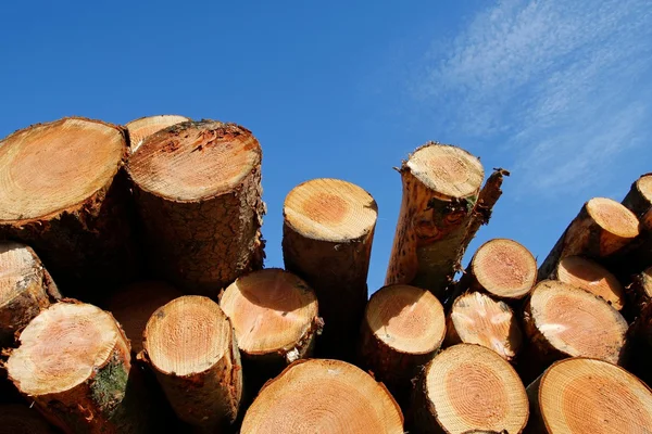 Zásoby dřeva protokolování — Stock fotografie