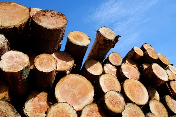 Stockpile of logging timber — Stock Photo, Image