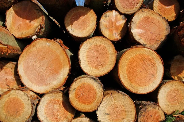 Stockpile of logging timber — Stock Photo, Image