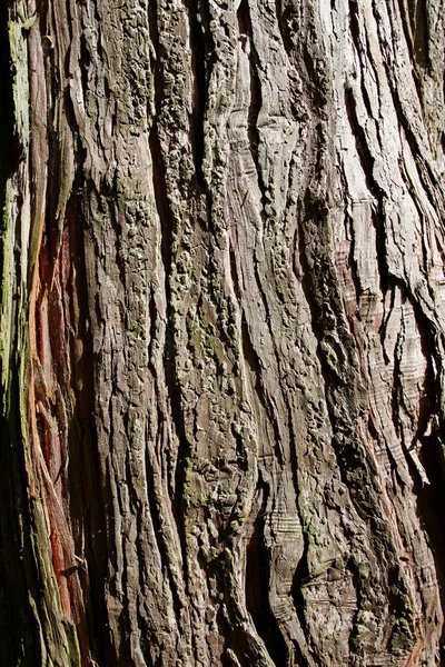 Struktura kůry stromu — Stock fotografie