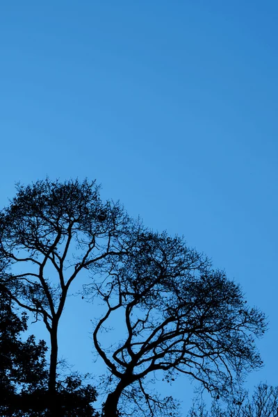 Árboles siluetas contra un cielo azul —  Fotos de Stock