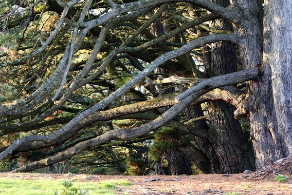 Trees in late afternoon sunlight — Stock Photo, Image