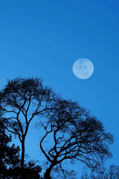 Árvores silhuetas contra um céu azul — Fotografia de Stock