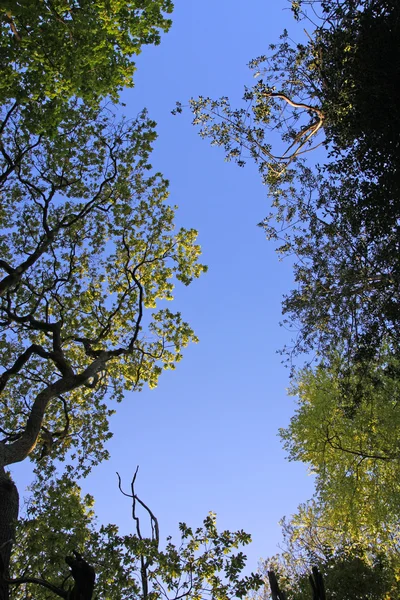 Bordure des arbres de printemps — Photo