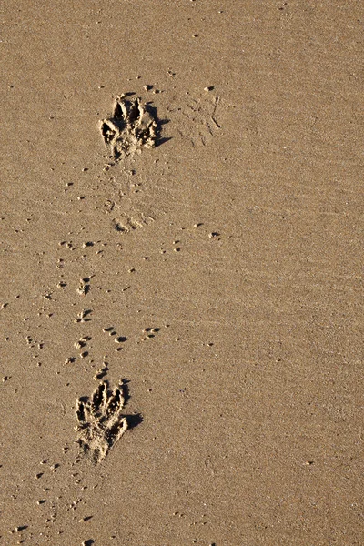 Hund tass skriver ut i sanden — Stockfoto