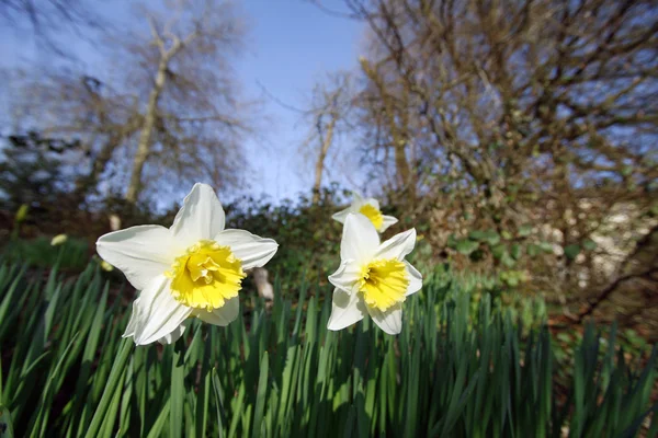 Άνοιξη daffodils σε ένα πεδίο — Φωτογραφία Αρχείου
