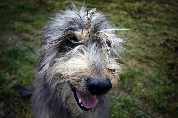 Muddy dog — Stock Photo, Image