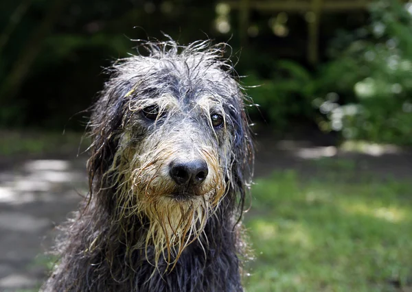 Islak köpek — Stok fotoğraf