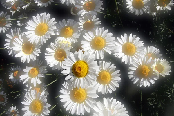 โฟกัสอ่อน ดอกเดซี่ฤดูร้อน — ภาพถ่ายสต็อก