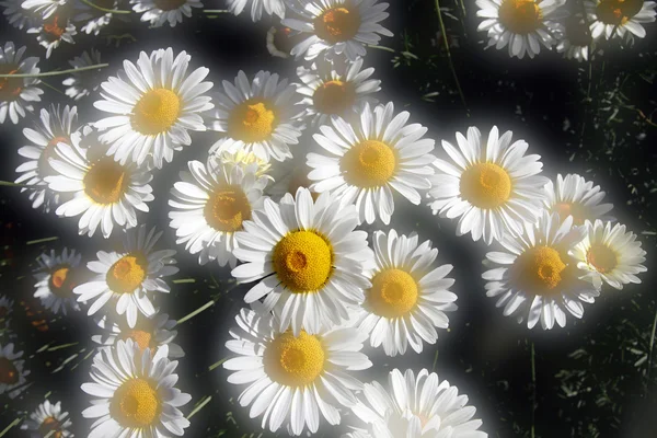 Weicher Fokus Sommermargeriten — Stockfoto