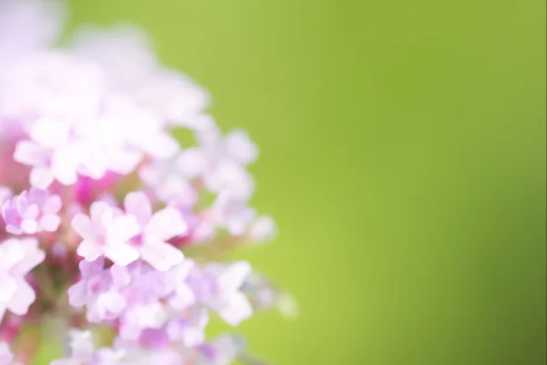 Soyut yaz çiçek arka plan — Stok fotoğraf