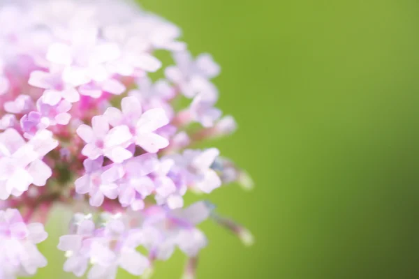 抽象的夏季鲜花背景 — 图库照片