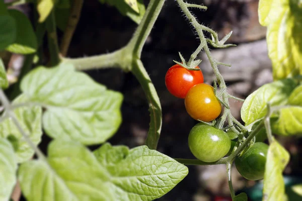 Tomato Plant — Stock Photo, Image