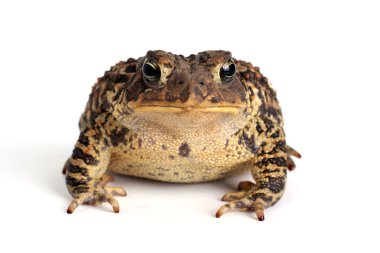 Amerikan kara kurbağası (Bufo americanus)