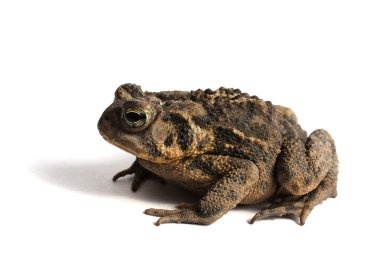 Amerikan kara kurbağası (Bufo americanus)