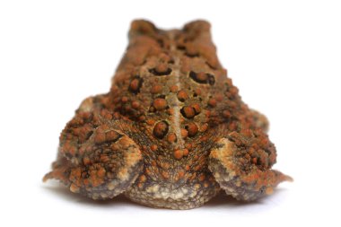 Amerikan kara kurbağası (Bufo americanus)