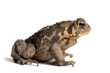 Amerikan kara kurbağası (Bufo americanus)