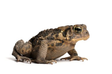 Amerikan kara kurbağası (Bufo americanus)