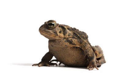 Amerikan kara kurbağası (Bufo americanus)