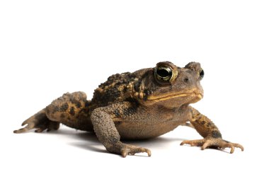 Amerikan kara kurbağası (Bufo americanus)