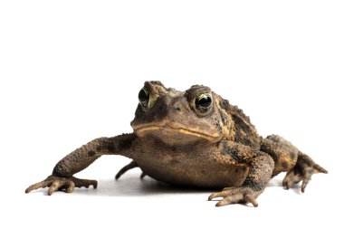 Amerikan kara kurbağası (Bufo americanus)