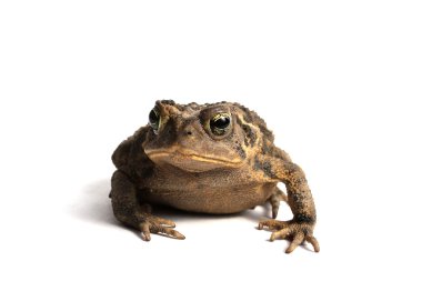 Amerikan kara kurbağası (Bufo americanus)