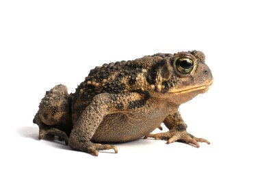Amerikan kara kurbağası (Bufo americanus)