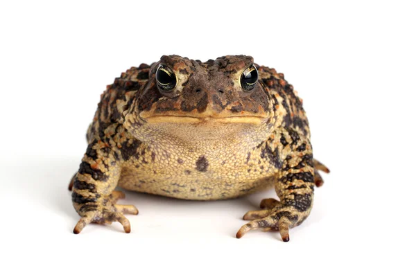 Amerikanische Kröte (bufo americanus)) — Stockfoto