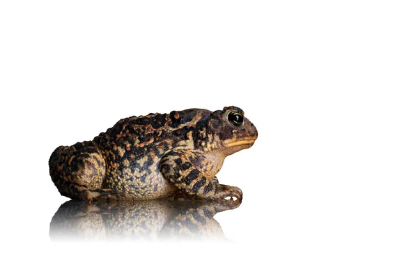 Amerikai varangy (Bufo americanus) — Stock Fotó