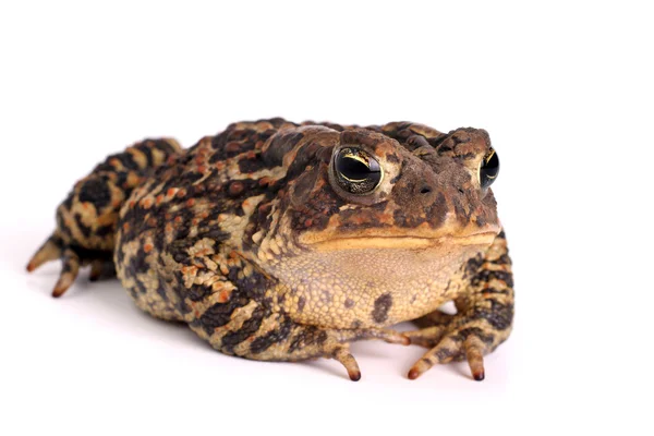 Αμερικανική Toad (Bufo americanus) — Φωτογραφία Αρχείου