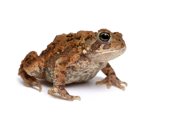 Rospo americano (Bufo americanus ) — Foto Stock