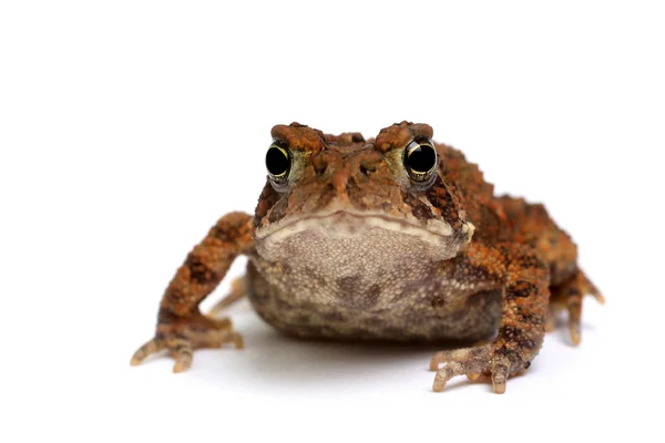 미국 두 꺼 비 (Bufo 있습니다) — 스톡 사진