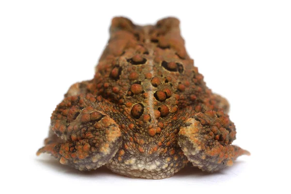 American Ropucha (Bufo americanus) — Zdjęcie stockowe