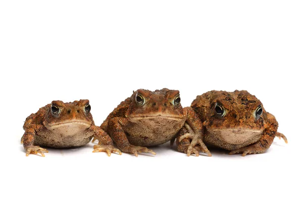 Amerikansk padda (Bufo americanus) — Stockfoto