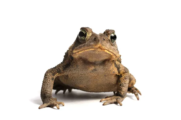 Amerikanische Kröte (bufo americanus)) — Stockfoto