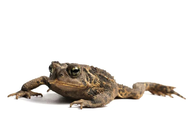 Американская жаба (Bufo americanus ) — стоковое фото