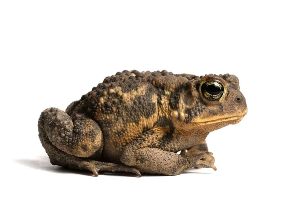 Amerikaanse pad (Bufo americanus) — Stockfoto