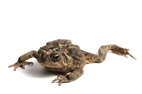 American Toad (Bufo americanus) — Stock Photo, Image