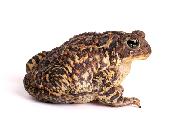 Amerikansk padda (Bufo americanus) — Stockfoto