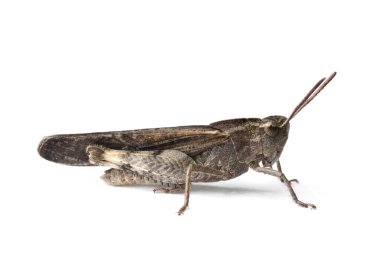 Yeşil Kurbağa (Rana clamitans)