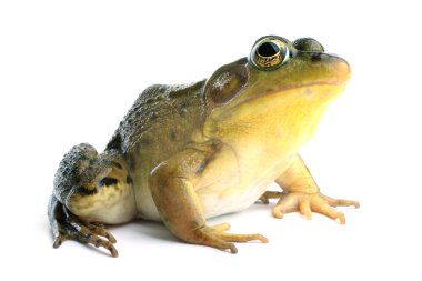 Yeşil Kurbağa (Rana clamitans)