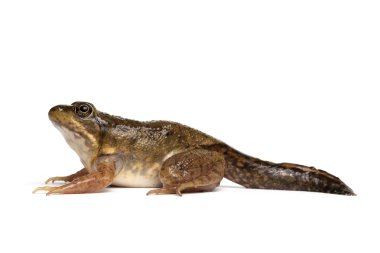 Yeşil Kurbağa (Rana clamitans)