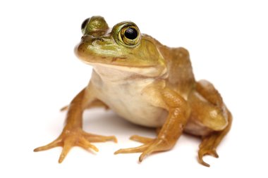 Yeşil Kurbağa (Rana clamitans)