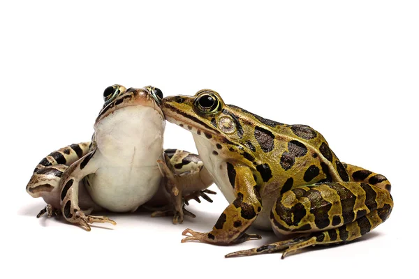 Groene kikker (Rana clamitans) — Stockfoto