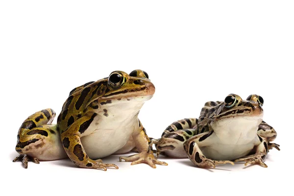 Grüner Frosch (rana clamitans)) — Stockfoto