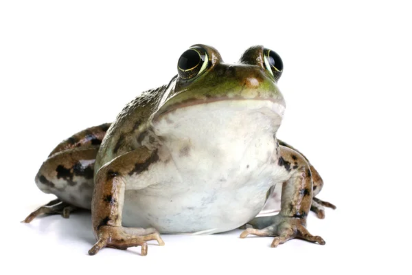 Rana Verde (Rana clamitans ) —  Fotos de Stock